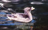 rhinoceros auklet  cerorhinca monocerata in water