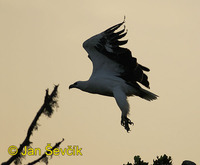 Photo of orel bělobřichý Haliaeetus leucogaster White bellied Sea Eagle Wiesbauch Seeadler