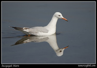 Larus genei