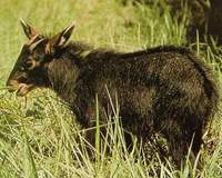 시로우, 수마트라영양 Mainland Serow, Capricornis sumatraensis