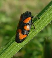 Cercopis vulnerata