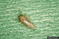Macrosteles quadrilineatus