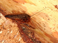 Ectobius lapponicus - Dusky Cockroach