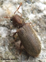 Anobium punctatum - Furniture Beetle