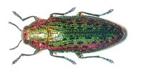 Ovalisia gloriosa