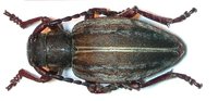 Dorcadion lineatocolle