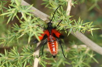 Stictoleptura cordigera illyrica