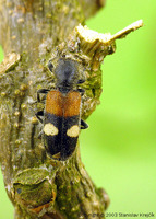 Tilloidea transversalis