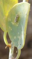 Stenozygum coloratum