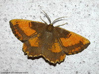Angerona prunaria var. corylaria