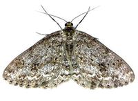 Ectropis crepuscularia - Hieroglyphic Moth