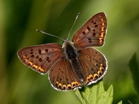 Lycaena tityrus - Sooty Copper