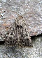 Tholera decimalis - Feathered Gothic