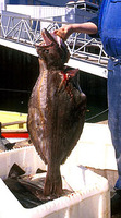 Reinhardtius hippoglossoides, Greenland halibut: fisheries