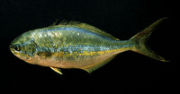 Sectator ocyurus, Bluestriped chub: fisheries