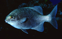 Kyphosus cinerascens, Blue seachub: fisheries