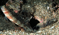 Amblyeleotris periophthalma, Periophthalma prawn-goby: aquarium