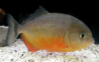 Pygocentrus piraya, San Francisco piranha: fisheries, gamefish, aquarium