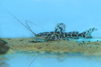 Leiarius marmoratus, : fisheries, aquarium