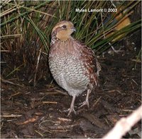 Bobwhite Colinus virginianus