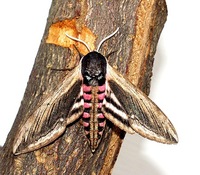 Sphinx ligustri - Privet Hawk-moth