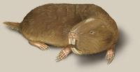 Image of: Bathyergus suillus (Cape dune mole rat)