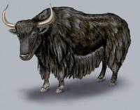 Image of: Bos grunniens (yak)