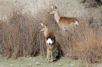 Image of: Cervus nippon (sika deer)