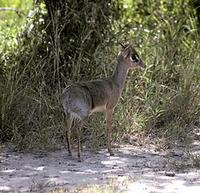 Image of: Madoqua kirkii (Kirk's dik-dik)