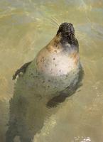 Image of: Phoca vitulina (harbor seal)