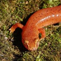 Image of: Gyrinophilus porphyriticus (spring salamander)