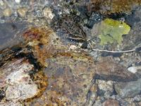 Image of: Rana luteiventris (Columbia spotted frog)