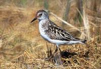 Calidris pusilla - Semipalmated Sandpiper