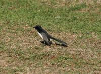 Rhipidura leucophrys - Willie Wagtail