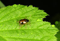 Image of: Chrysomelidae (leaf beetles)