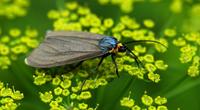 Image of: Ctenucha virginica