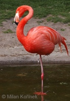 Phoenicopterus ruber - Caribbean Flamingo