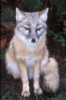 Vulpes corsac - Corsac Fox