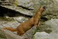 Mustela sibirica - Siberian Weasel