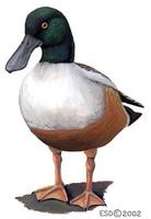 Image of: Anas clypeata (northern shoveler)