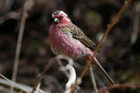 Image of: Carpodacus thura (white-browed rosefinch)