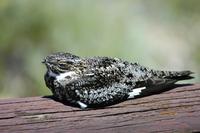 Image of: Chordeiles minor (common nighthawk)