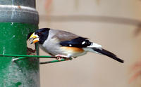 Image of: Eophona migratoria (yellow-billed grosbeak)