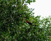 Image of: Malimbus rubricollis (red-headed malimbe)