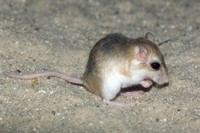 Gerbillus nanus - Baluchistan Gerbil