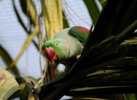 Image of: Psittacula eupatria (Alexandrine parakeet)