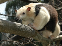 Tamandua tetradactyla - Southern Tamandua