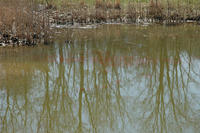 Image of: Cyprinus carpio (common carp)