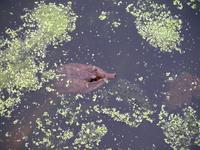 Image of: Apalone ferox (Florida softshell turtle)