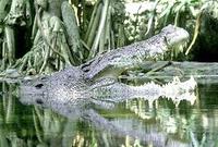 Image of: Crocodylus porosus (estuarine crocodile)